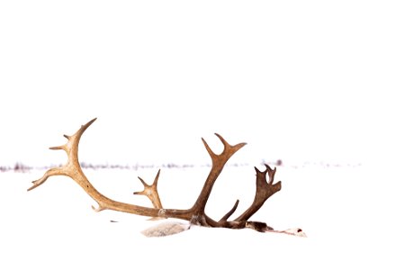 Caribou antlers in the snow. photo