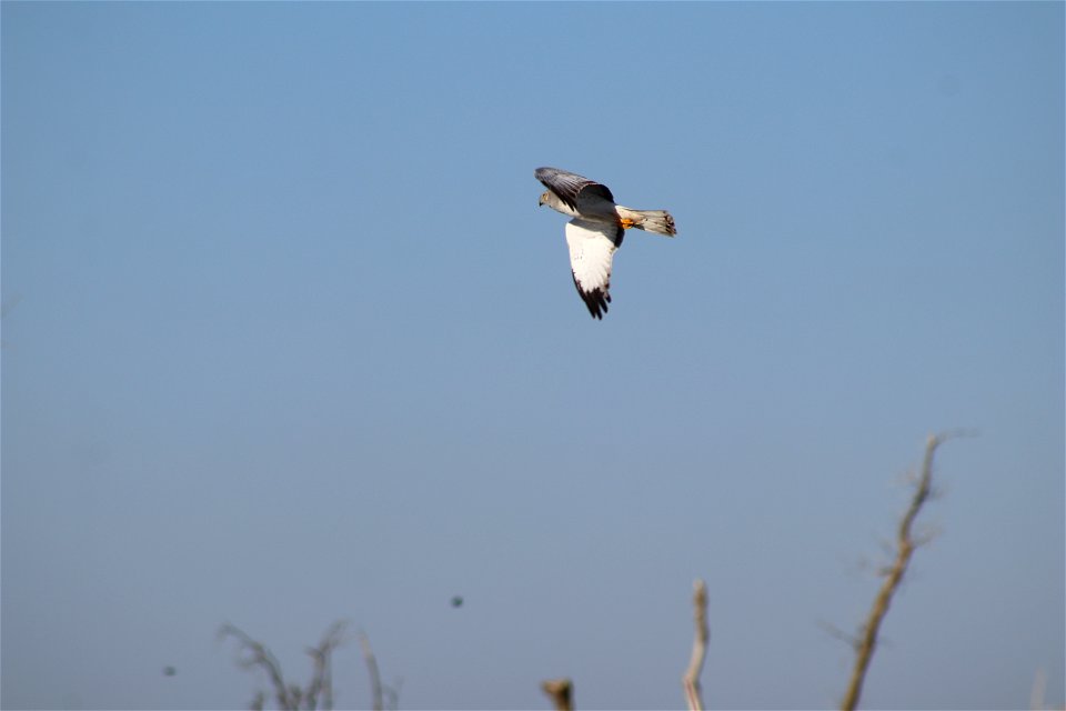 Northern Harrier Owens Bay Lake Andes National Wildlife Refuge South Dakota photo