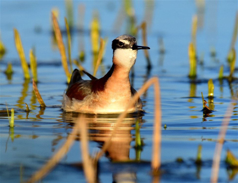 Wilson's phalarope at Seedskadee National Wildlife Refuge