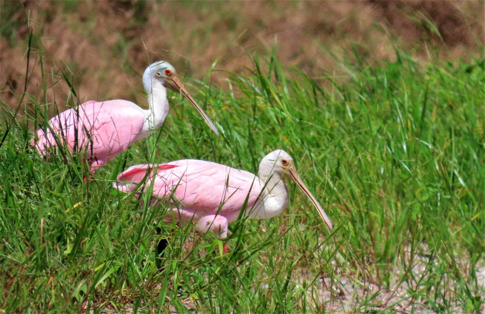 Roseate Spoonbill photo