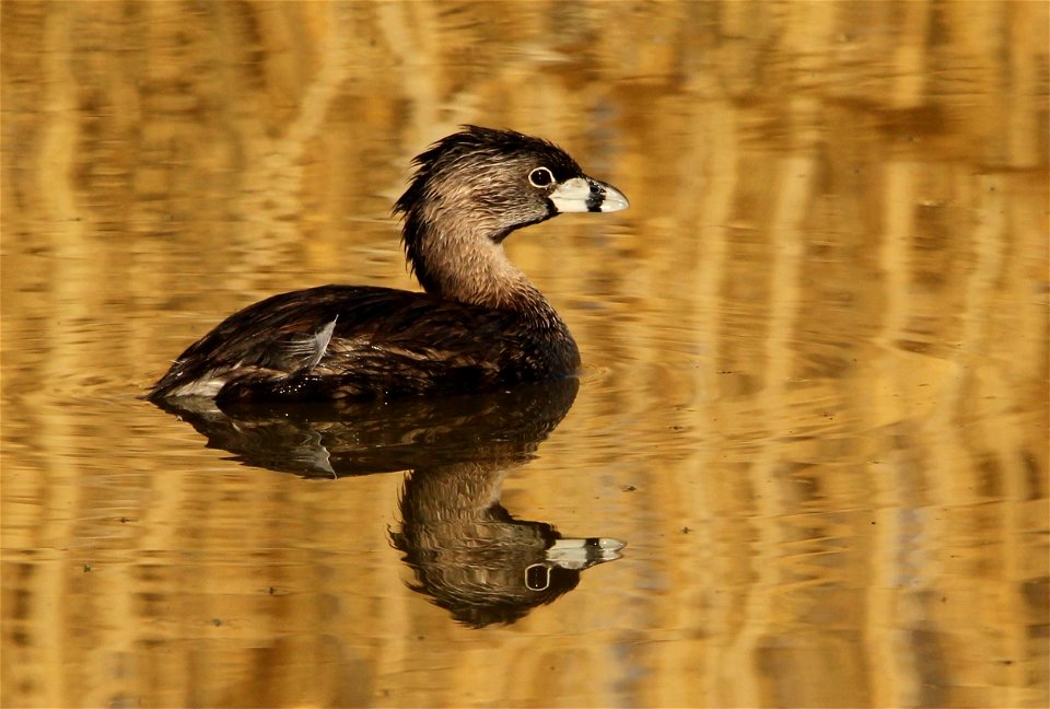 Pied Billed Grebe Bear River Migratory Bird Refuge June 2021