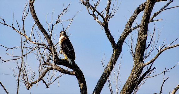 Red-tailed Hawk on Koupal WPA Lake Andes Wetland Management District South Dakota photo