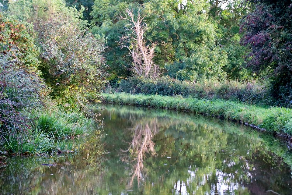 Spooky Tree Reflected