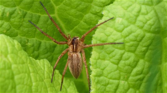 Pisaura mirabilis (Listspinne, female)