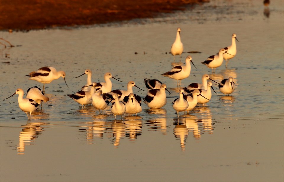 Fall Plumage American Avocets Huron Wetland Management District