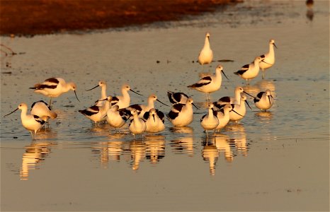 Fall Plumage American Avocets Huron Wetland Management District photo