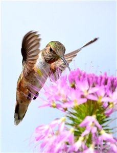 Rufous hummingbird at Seedskadee National Wildlife Refuge photo