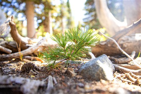 Whitebark Pine Seedlings photo