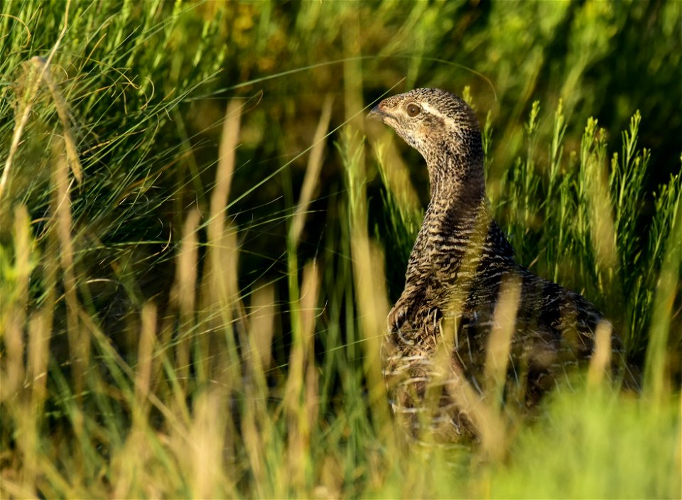 Greater sage-grouse at Seedskadee National Wildlife Refuge