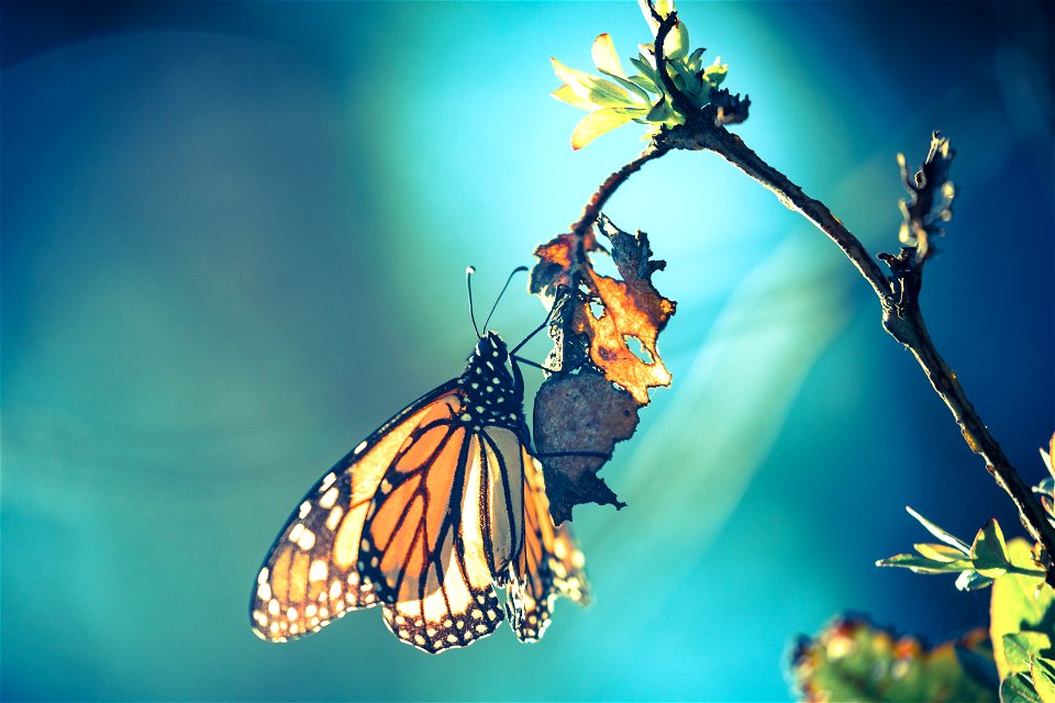 Filtered butterfly