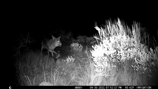 Coyote on the National Elk Refuge photo