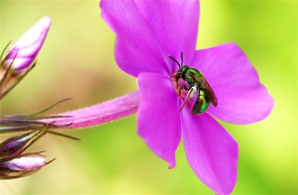 Green sweat bee on phlox paniculata