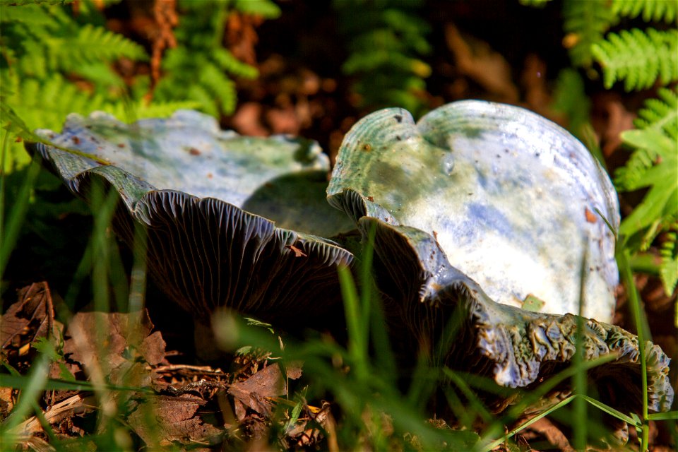 Blue Fungi