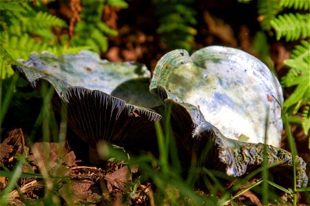 Blue Fungi photo