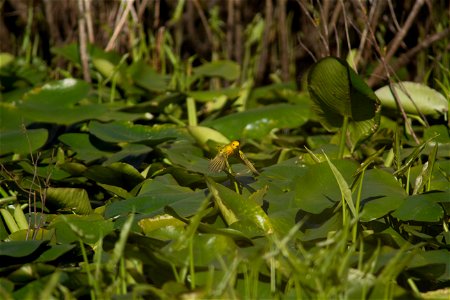 Yellow Warbler