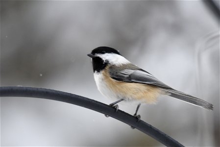 Black-capped chickadee in the snow