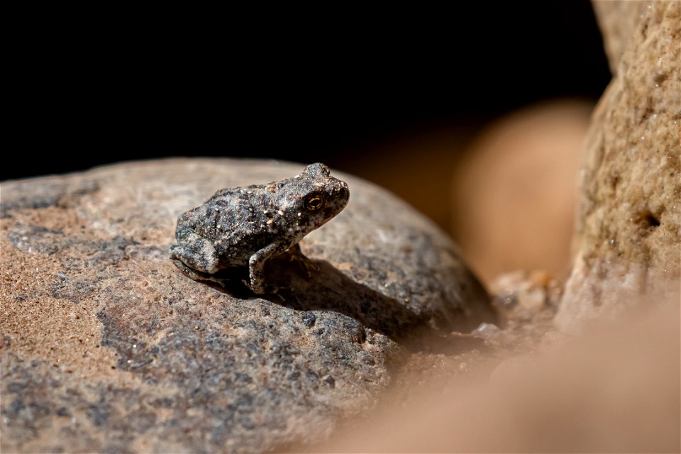 Amphibians at Indian Cove photo