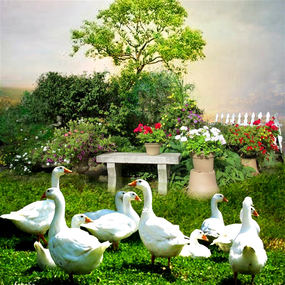 Peking mallards