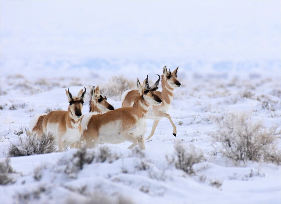 Pronghorn on Seedskadee National Wildlife Refuge