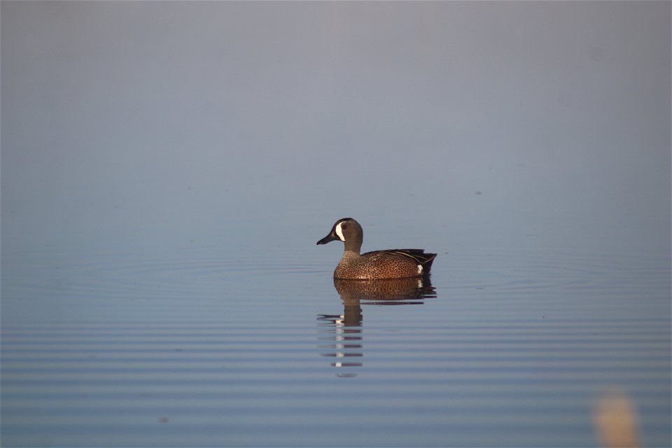 Blue-winged teal Owens Bay Lake Andes National Wildlife Refuge South Dakota