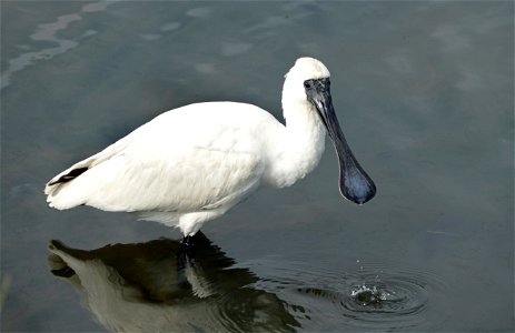The royal spoonbill. photo