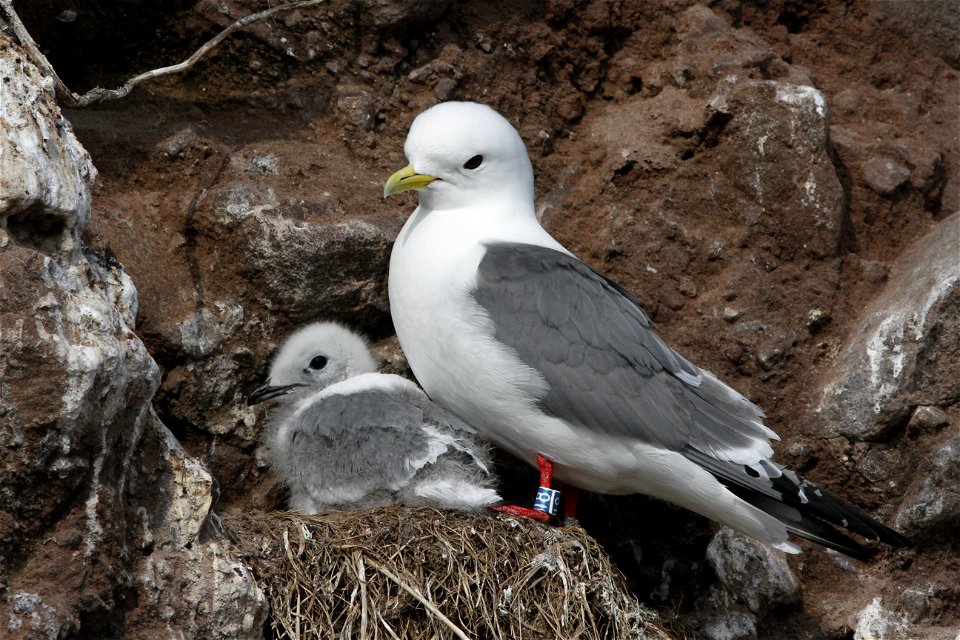 Banded Red-legged kittiwake and chick on nest