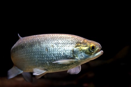 Goldeye (Hiodon alosoides)
