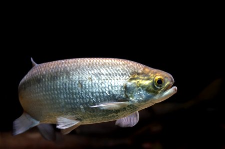 Goldeye (Hiodon alosoides) photo