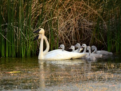 Trumpeter swan at Seedskadee National Wildlife Refuge photo