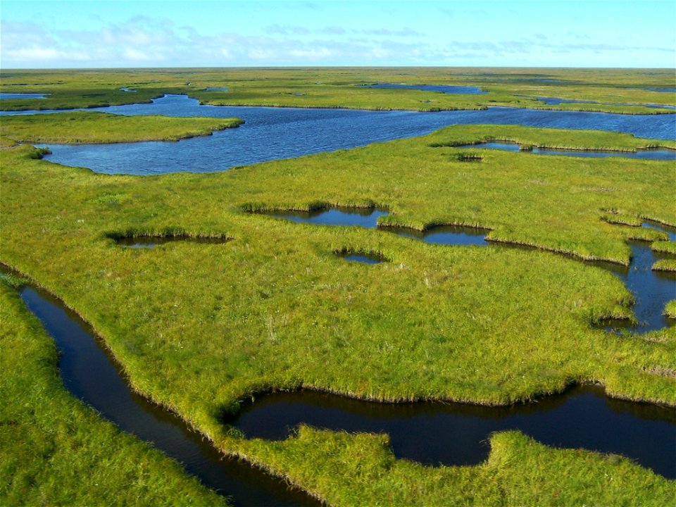 Coastal sedge meadows