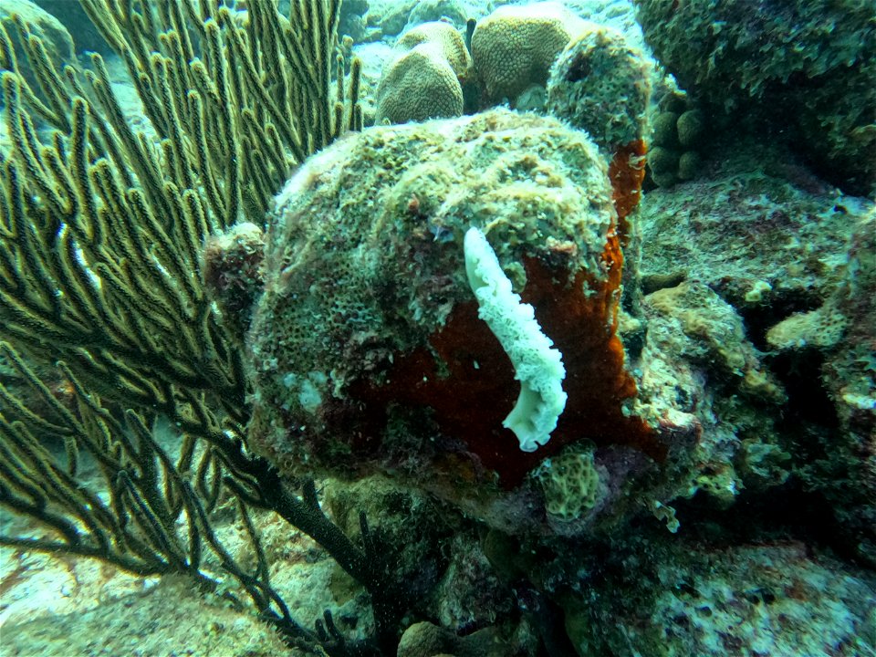 Lettuce Leaf slug crawling oil slick bonaire