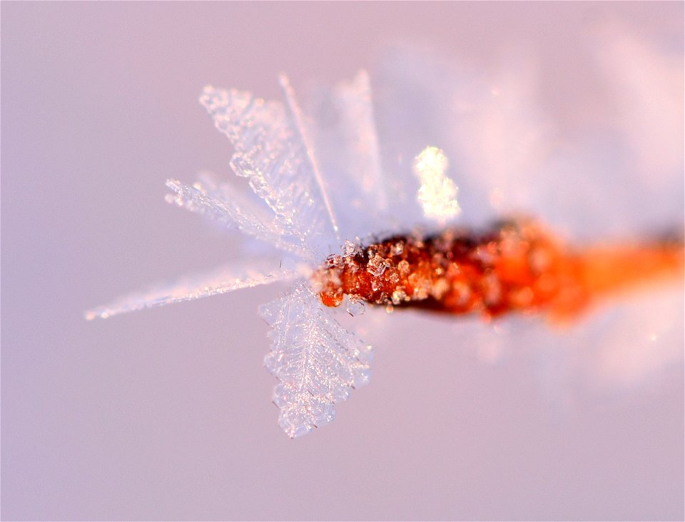 Hoar frost on narrow leaf cottonwood at Seedskadee NWR