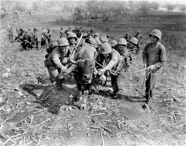 Marines of the Second Regiment use every means of motivation in getting ammunition and supplies to the frontlines.