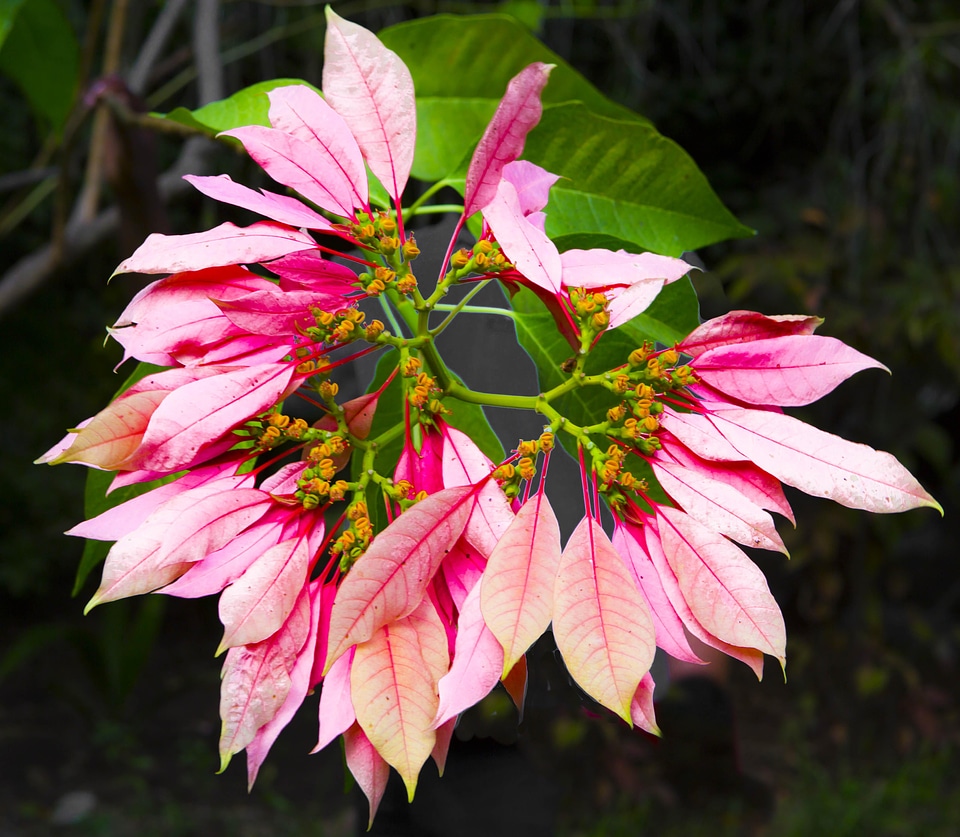 Stem flower pink petals