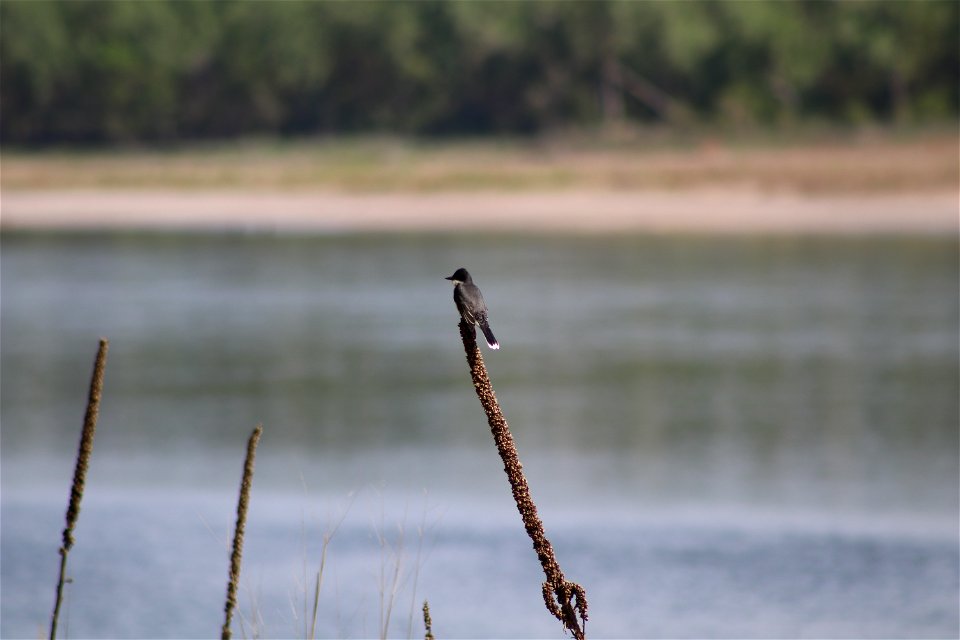 Eastern Kingbird Karl E. Mundt National Wildlife Refuge South Dakota photo