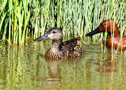 Cinnamon teal at Seedskadee National Wildlife Refuge photo