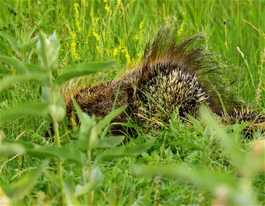 North American porcupine at Seedskadee National Wildlife Refuge photo