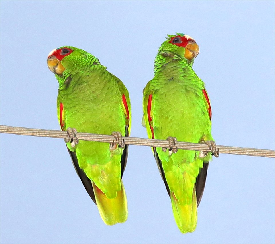 WHITE-FRONTED PARROT (12-06-2021) oliveira park, brownsville, cameron co, tx -06