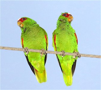 WHITE-FRONTED PARROT (12-06-2021) oliveira park, brownsville, cameron co, tx -06