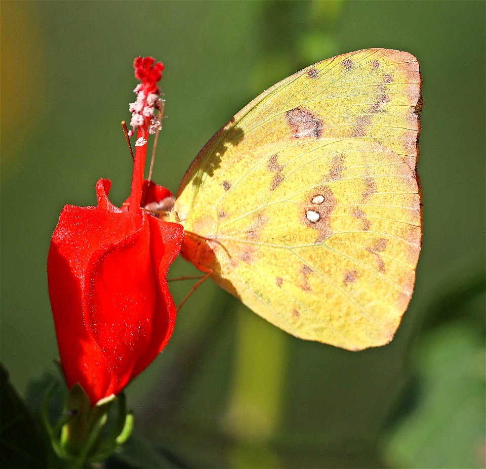 SULPHUR, LARGE ORANGE (Phoebis agarithe (12-08-2022) female, coastal fisheries, brownsville, cameron co, tx -01