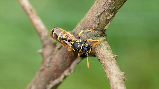 Polistes dominula (Haus-Feldwespe)
