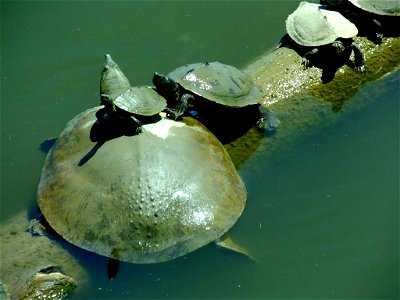 Pile of Turtles photo