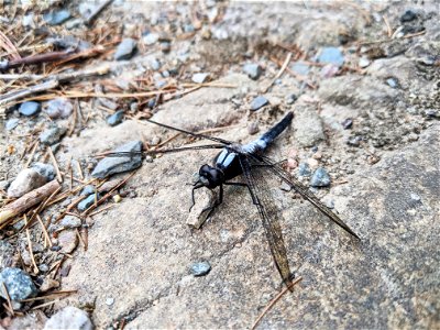Chalk-fronted corporal dragonfly photo