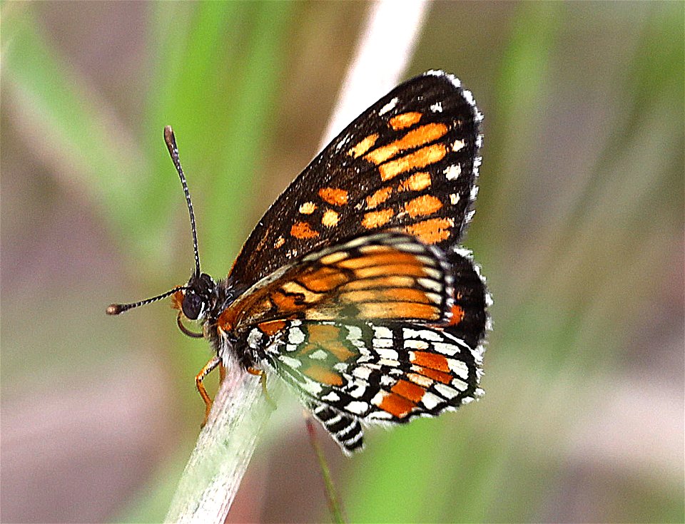 PATCH, DEFINITE (Chlosyne definita) (12-06-2022) dick kleberg park, kingville, king co, tx -04