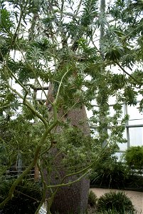 Hantaek Botanical Garden
