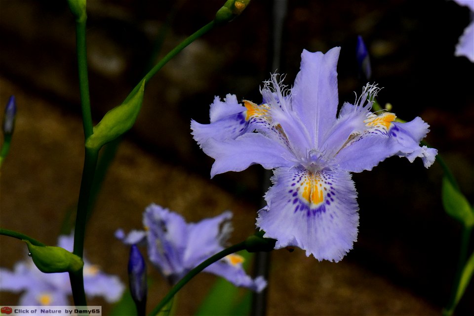 DAM2168 - Iris watii photo