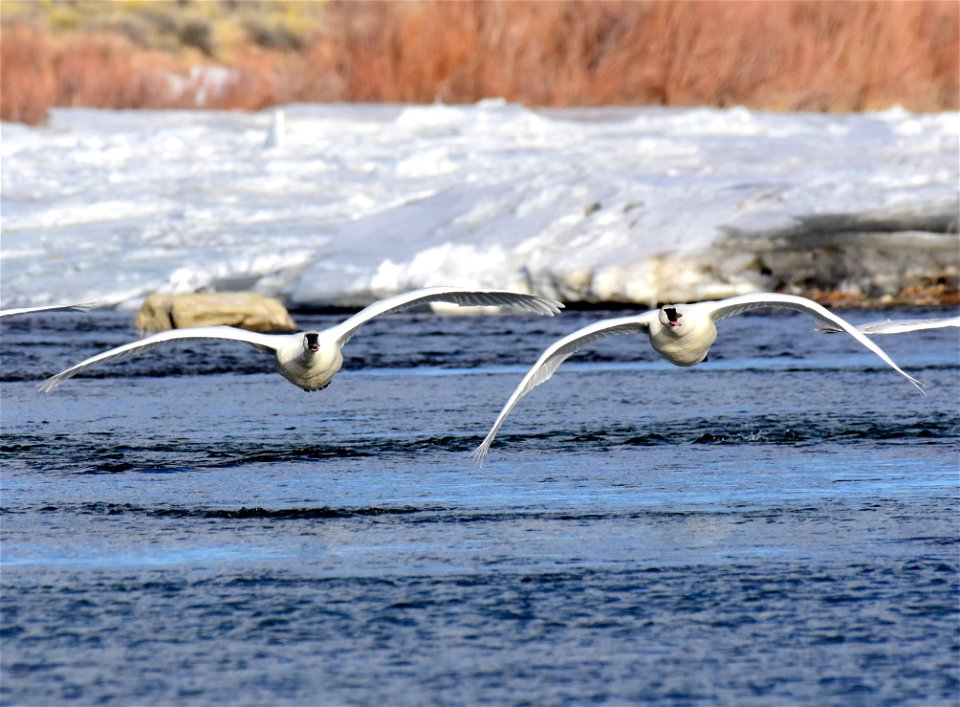 Trumpeter swan at Seedskadee National Wildlife Refuge