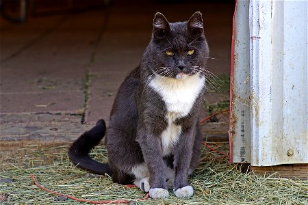 Tux the Barn Cat
