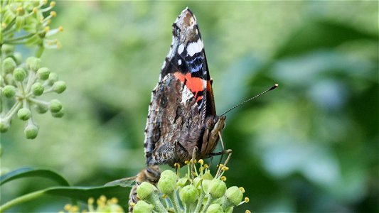 Vanessa atalanta (Admiral) auf Efeublüten