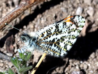 ORANGETIP, STELLA (Anthrochartis stella) (03-08-2023) fillmore cyn, dripping springs nat area, dona ana co, nm -07